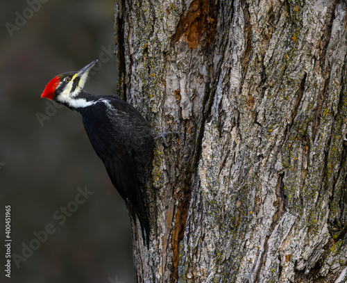 Female Pileated Woodpecker on Tree Trunk in Fall, Portrait