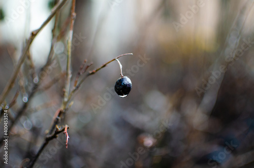 Frozen berry on a branch on a frosty day