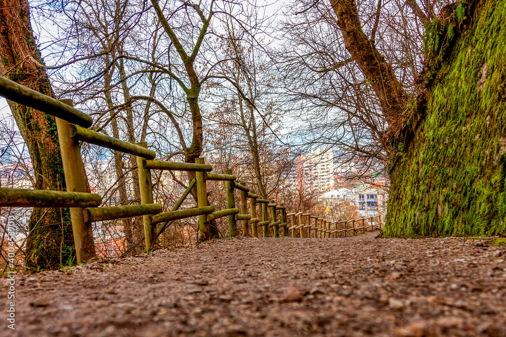 fence in the forest