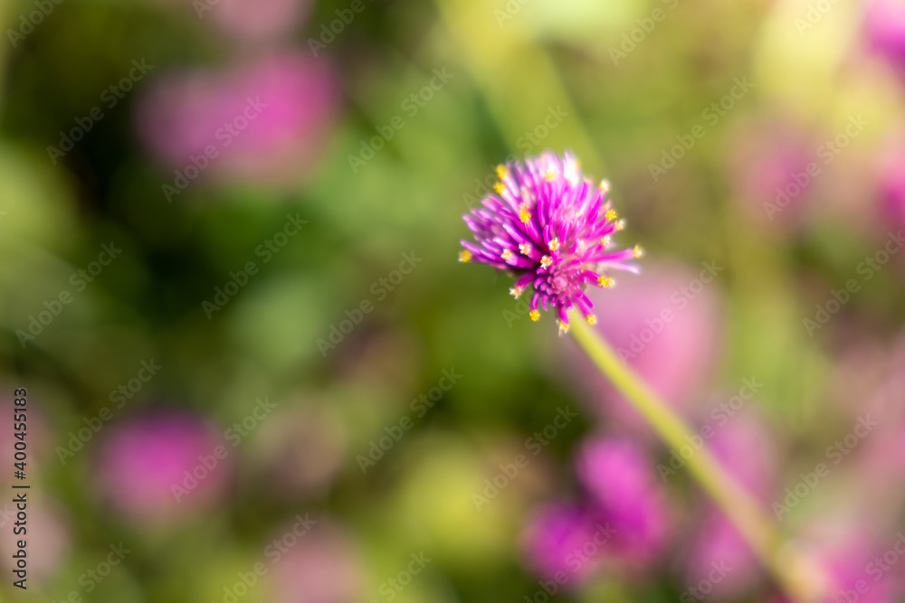 The background image of the colorful flowers The background image of the colorful flowers