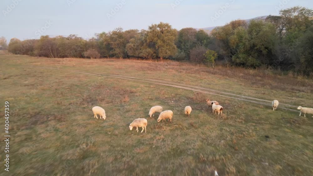 Landscape panorama with a flock of sheep grazing on a green pasture in the mountains. Young white, black and brown sheep graze on the farm. Shepherd walks nearby Landscape panorama with a flock of sheep grazing on a green pasture in the mountains. Young white, black and brown sheep graze on the farm. Shepherd walks nearby