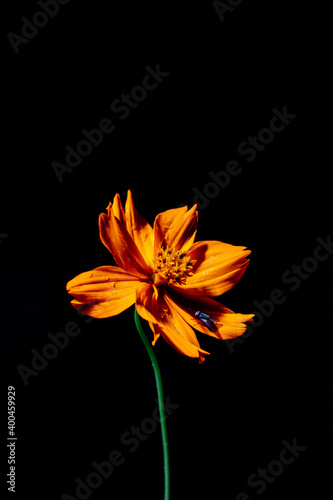 tropical orange flower on black background