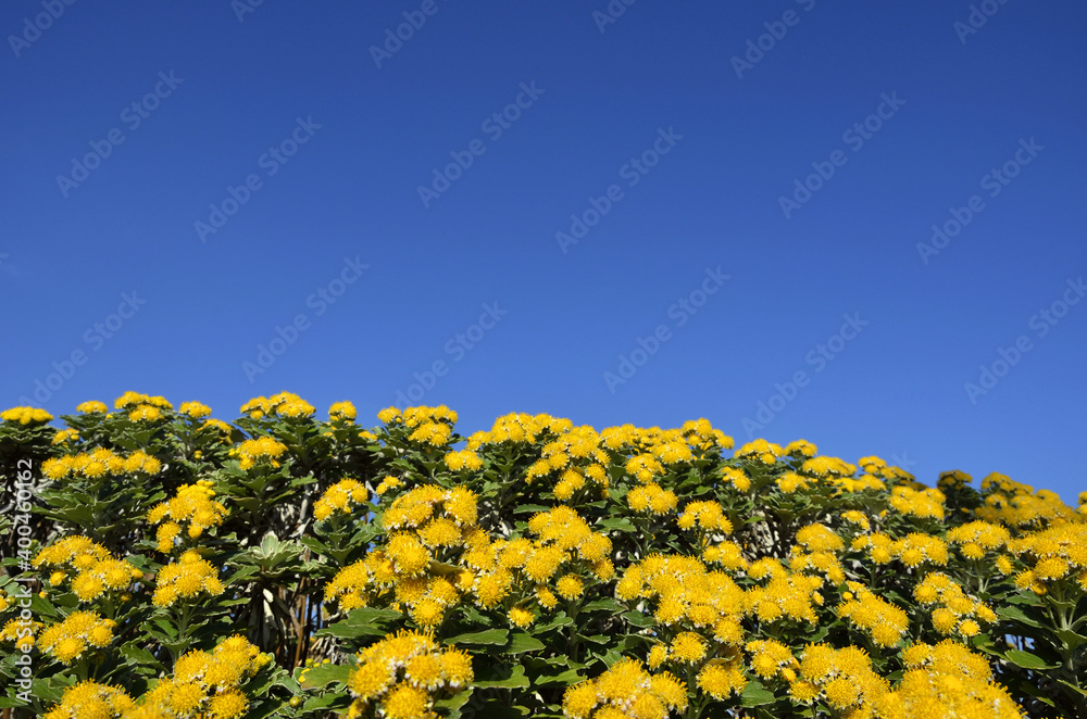 Fototapeta premium イソギクの花 イソギクの花と青空