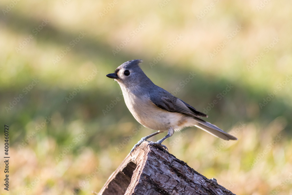 Obraz premium Tufted Titmouse standing on log with soft green background
