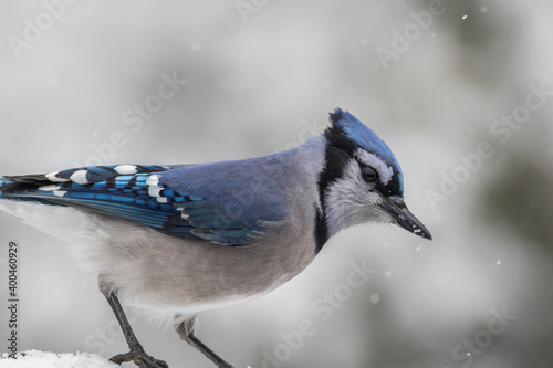Blue Jay perched in winter with snow falling