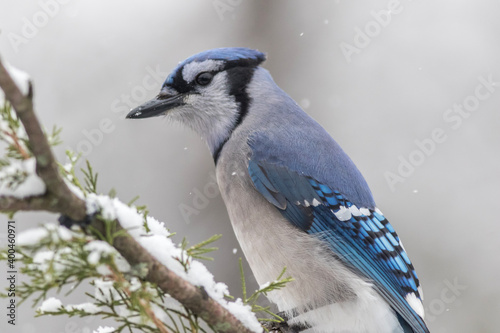 Blue Jay perched in winter with snow falling