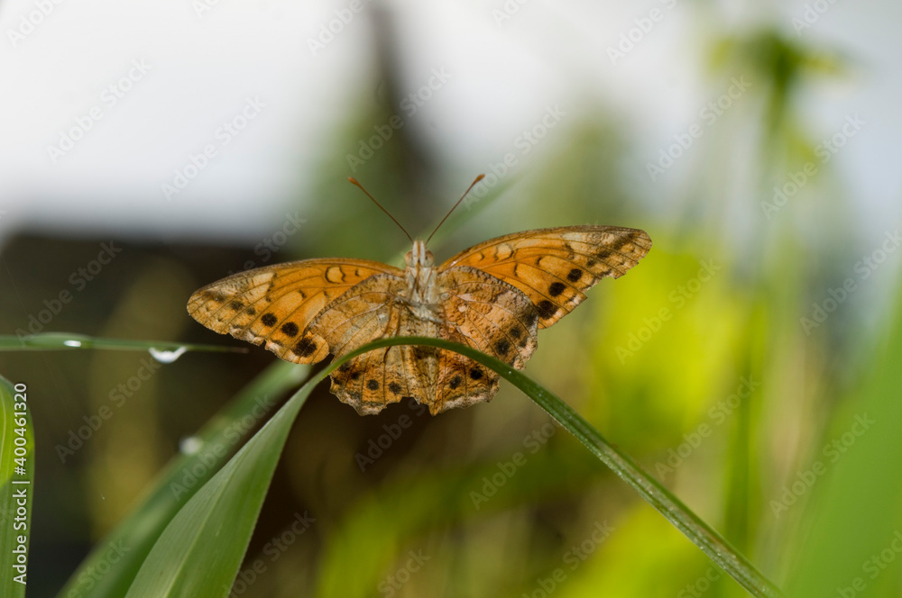 Obraz premium mariposa