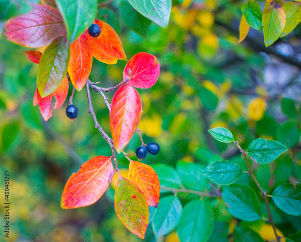bright autumn background leaves and fruits of chokeberry Bush bright autumn background leaves and fruits of chokeberry Bush