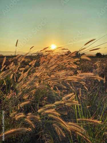 wheat field at sunset