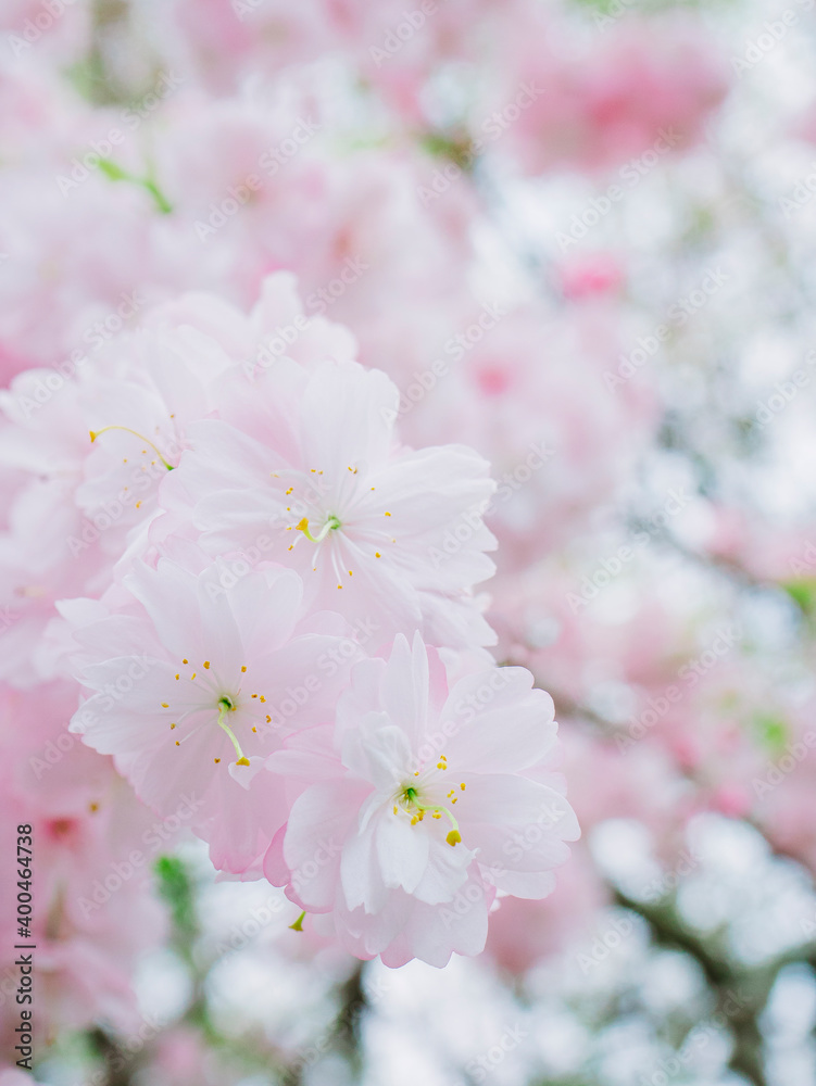 The cherry blossoms planted next to the workplace are in full bloom.

