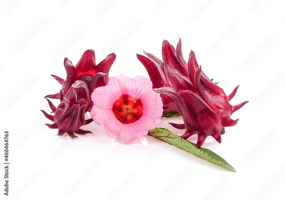 Roselle isolated on white background Roselle isolated on white background