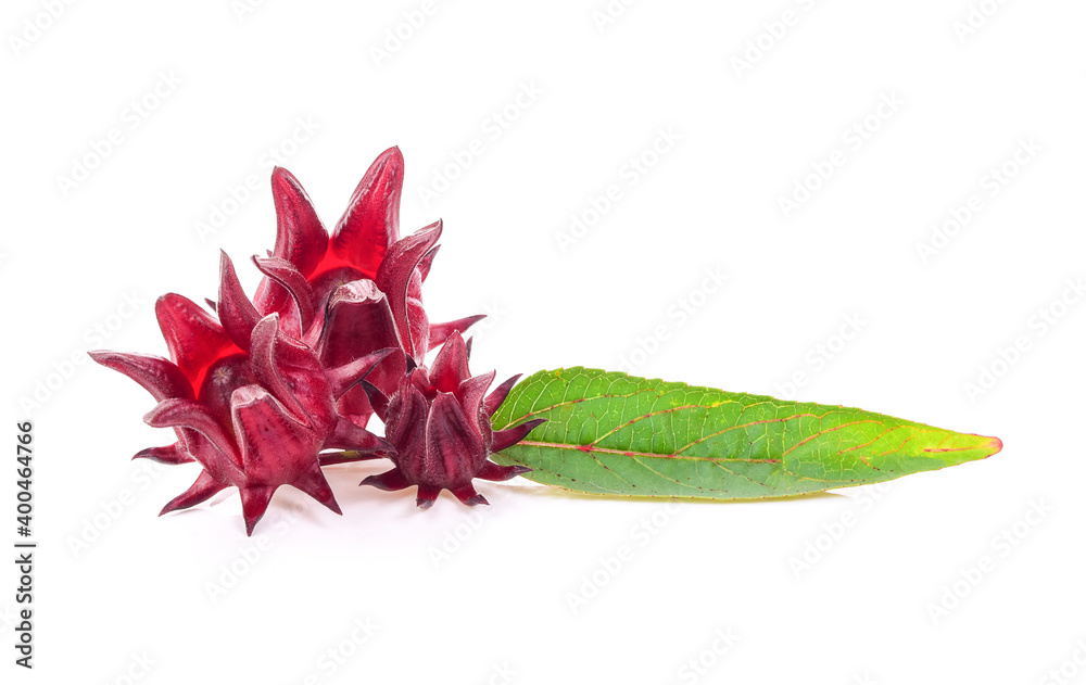 Fototapeta premium Roselle isolated on white background