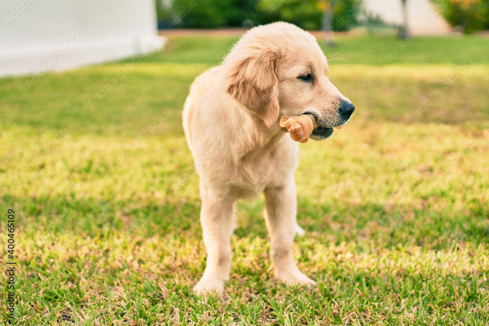 Beautiful and cute golden retriever puppy dog having fun at the park sitting on the green grass. Lovely labrador purebred eating bone