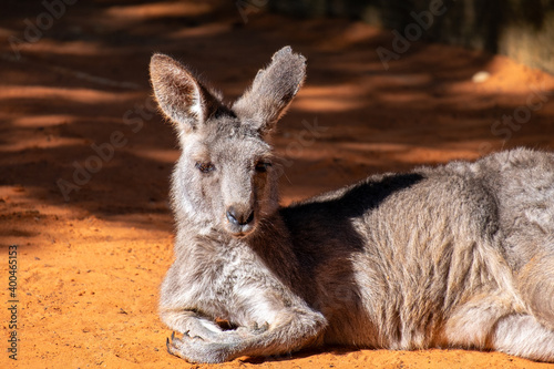 An Australian kangaroo lays on red sand. The wild animal has long tan and brown colour fur, large pointy ears, long snout, dark eyes, and a thick middle body. There are two paws in front of its head.