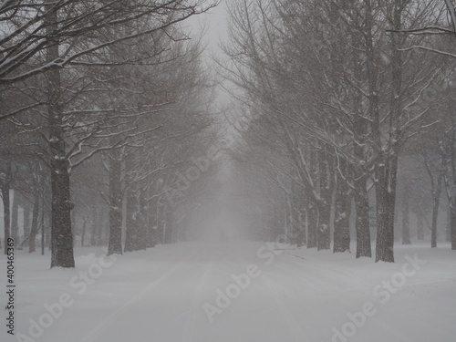 北海道大学の冬のイチョウ並木
