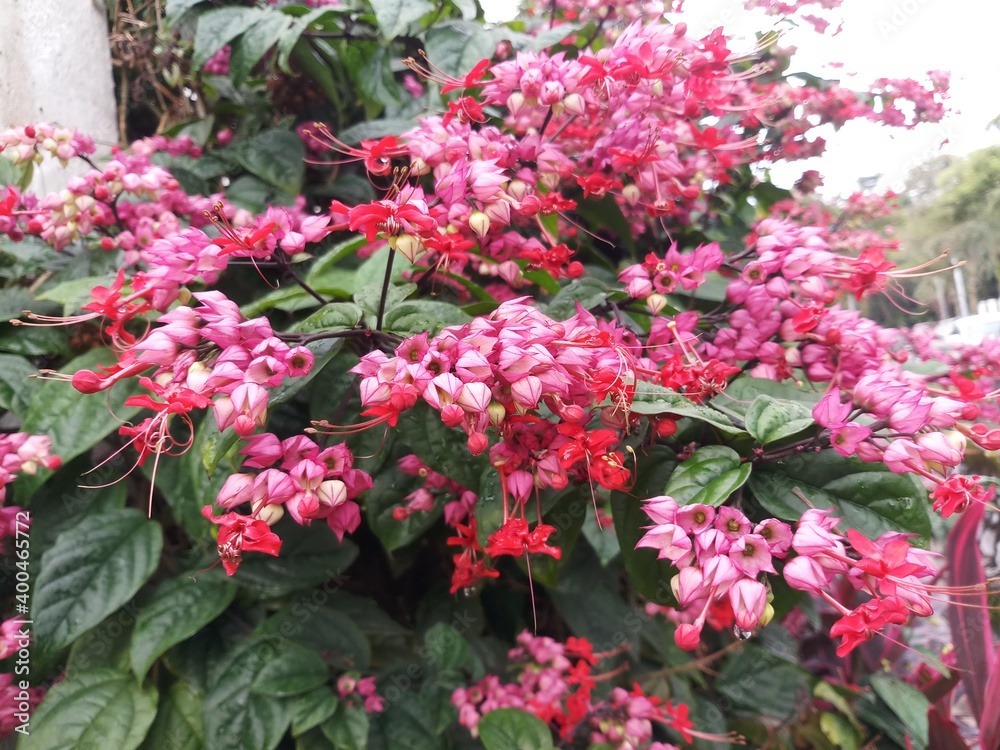 pink and white flowers