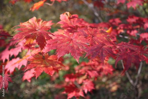 red maple leaves