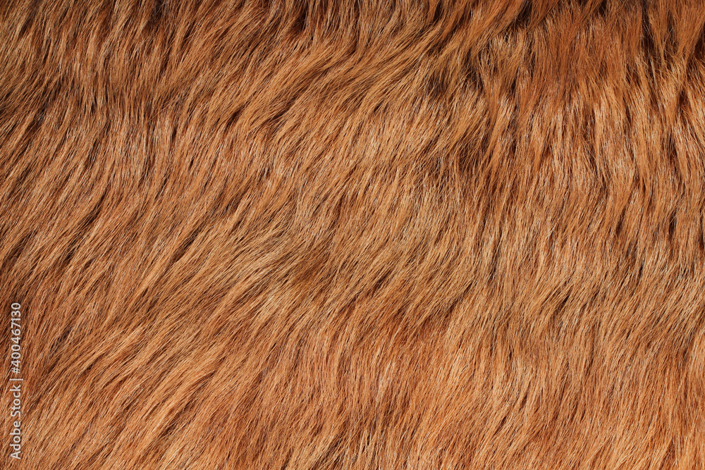 Short smooth brown lama fur. View from above. Closeup . Texture. Short smooth brown lama fur. View from above. Closeup . Texture.