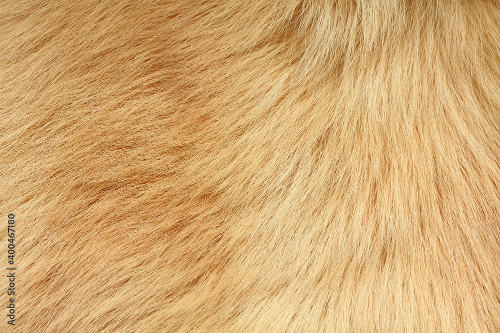Short smooth light brown lama fur. View from above. Closeup . Texture. Short smooth light brown lama fur. View from above. Closeup . Texture.