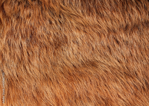 Short smooth brown lama fur. View from above. Closeup . Texture.