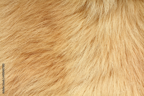 Short smooth light brown lama fur. View from above. Closeup . Texture.