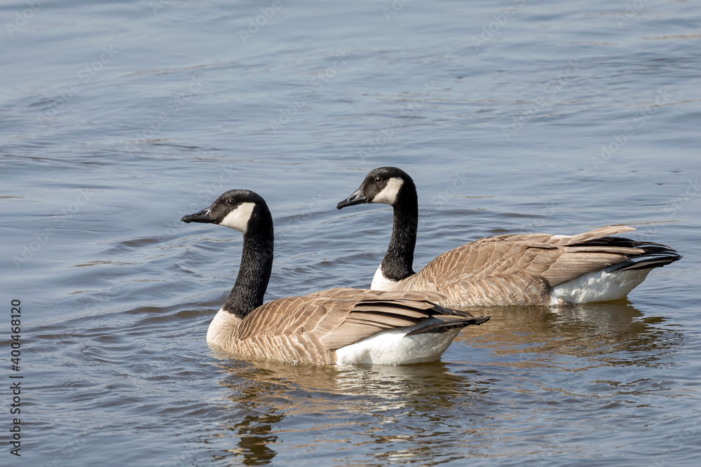 Close Up of Two Canada Geese on Water