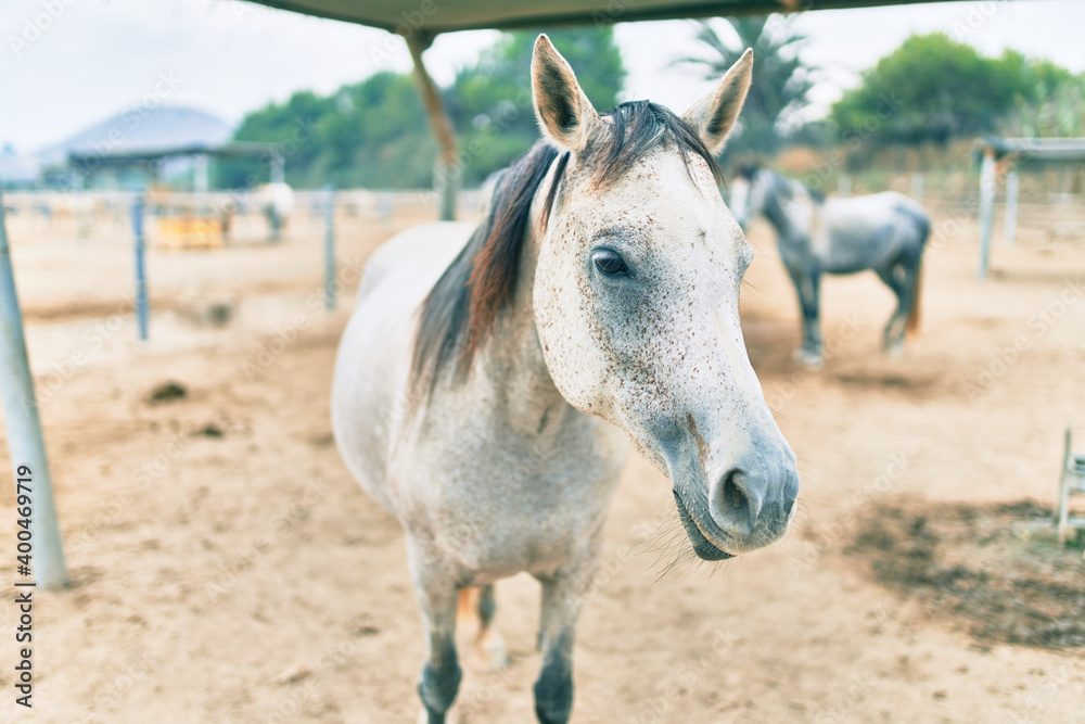 Fototapeta premium Adorable horse at the farm.
