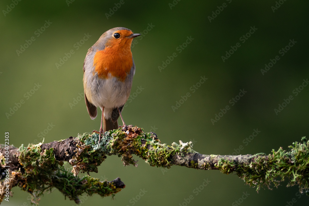 Petirrojo europeo (Erithacus rubecula) Petirrojo europeo (Erithacus rubecula)