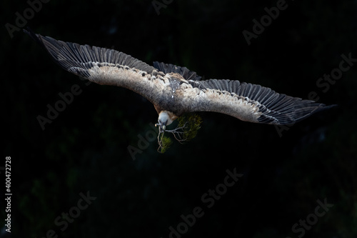 Buitre leonado aportando ramas al nido (Gyps fulvus)