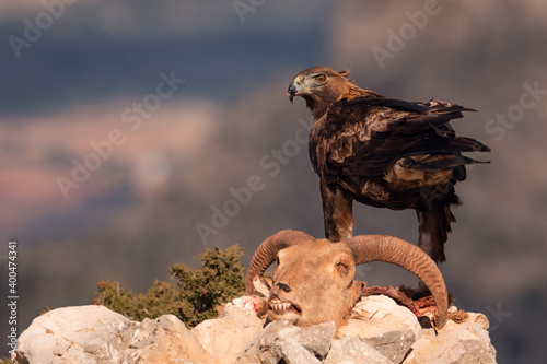 Águila real - Sierra Espuña (Murcia) photo