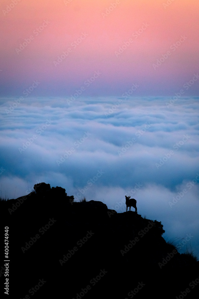 Cabra sobre mar de nubes - Sierra de Pedro Ponce, Murcia