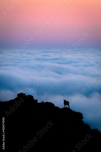 Cabra sobre mar de nubes - Sierra de Pedro Ponce, Murcia