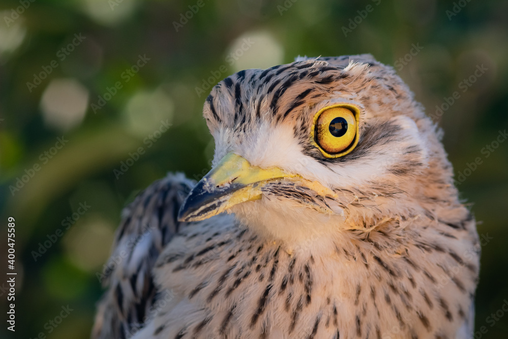 Obraz premium Alcaraván común (Burhinus oedicnemus) - Lorca, Murcia