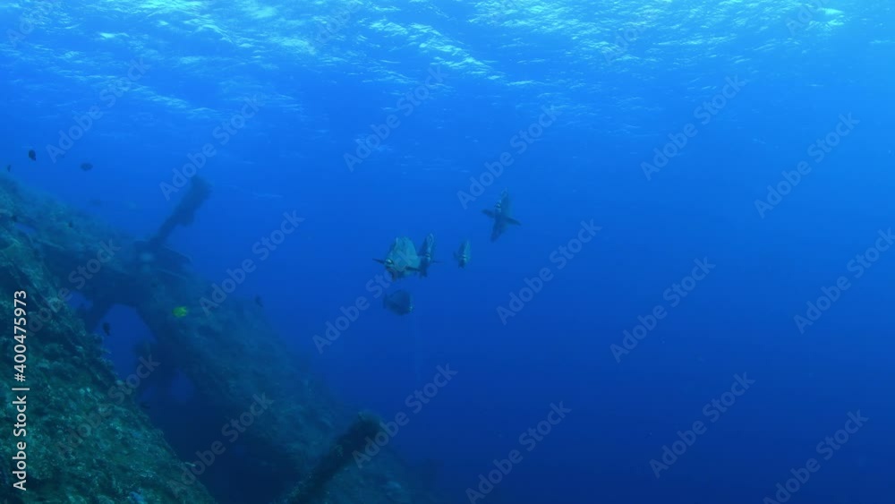 A flock of huge Green Humphead Parrotfish - Bolbometopon muricatum beside famous Liberty ship wreck. Underwater world of Tulamben, Bali, Indonesia.
