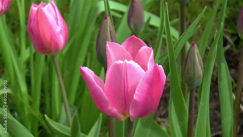 Gardening: close-up, detailed view of Early Glory Tulips (Triumph Tulip) flowers.