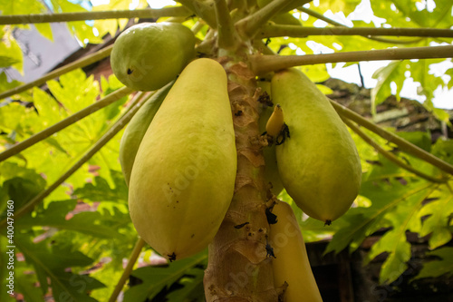yellow papaya fruit