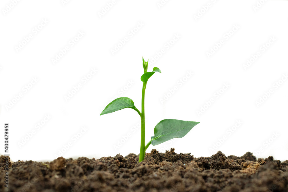 Young trees on fertile soil Young trees on fertile soil