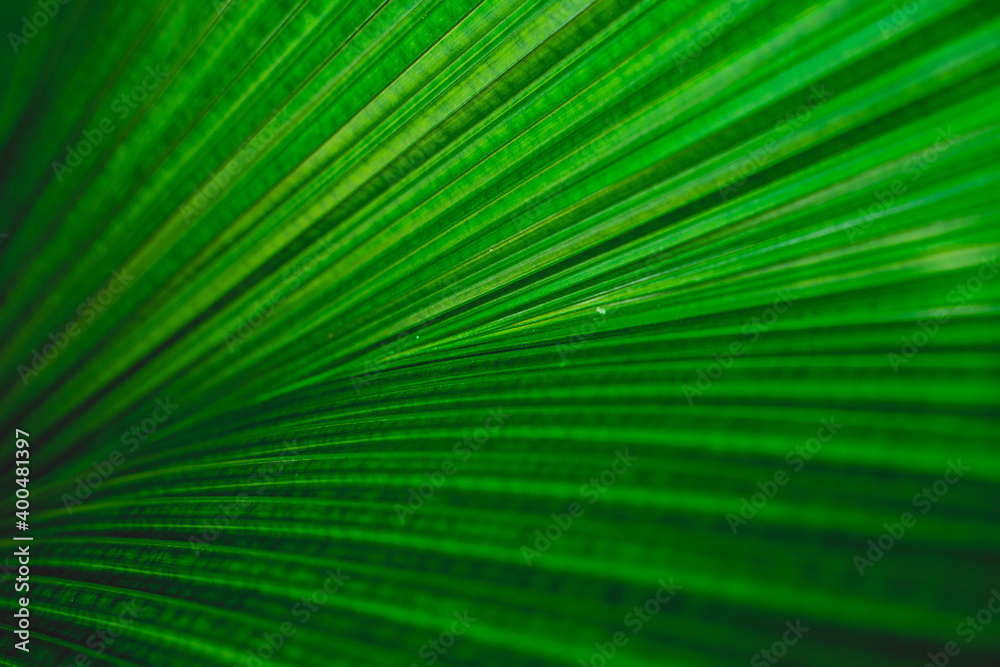 Obraz premium green leaf background. Close up green leaf.
