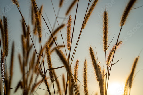 Golden tail feather grass during sunset.