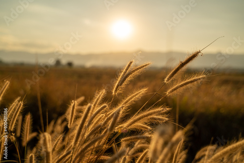 Golden tail feather grass during sunset.