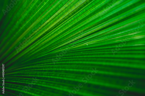 green leaf background. Close up green leaf.
