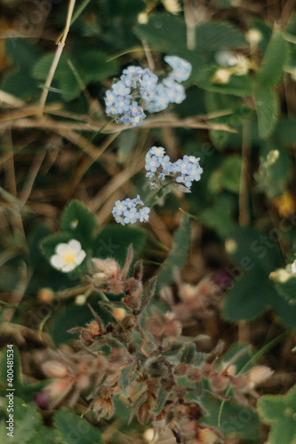 butterfly on a flower