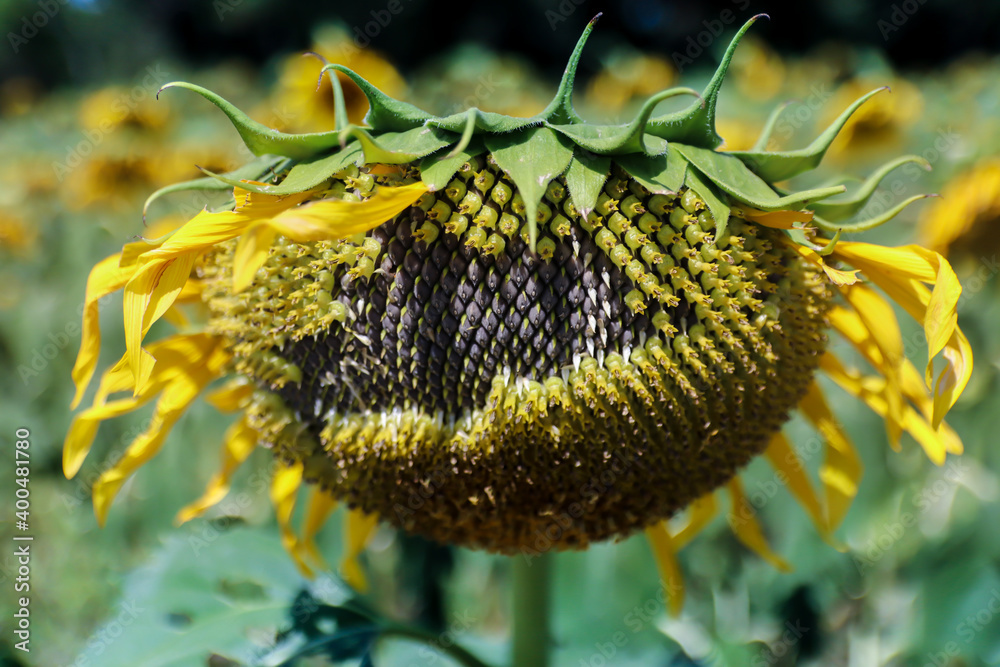 Obraz premium Sunflower in the garden