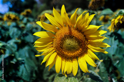 Sunflower in the garden