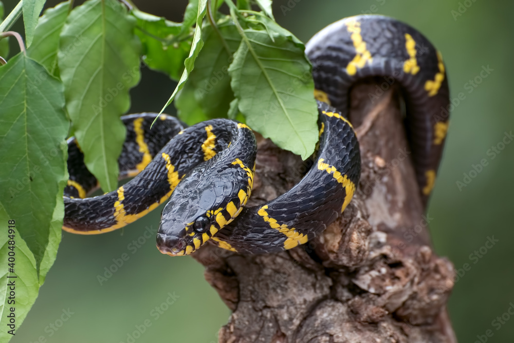 Obraz premium Golden ringed cat snake coiled around tree branch