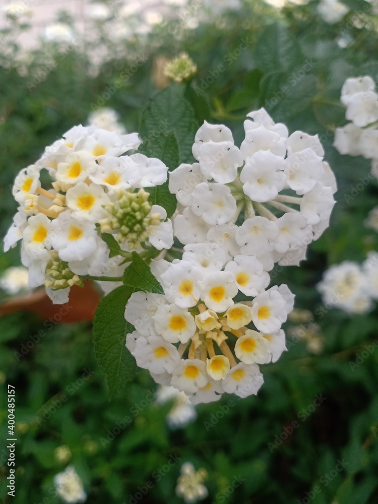 beautiful flowers in the garden beautiful flowers in the garden