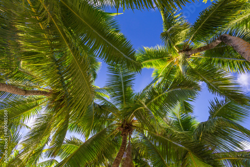 Palms cover from sun on Praslin island, Seychelles