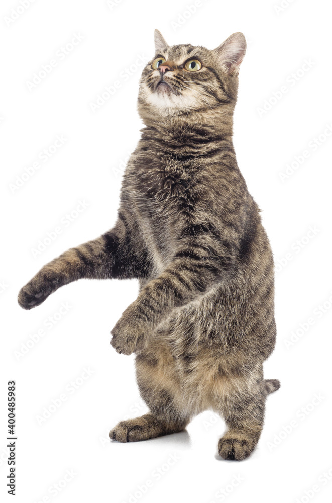European Shorthair standing on two legs on a white background.