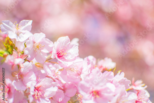 満開の河津桜