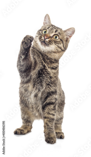 European Shorthair on a white background grabs.